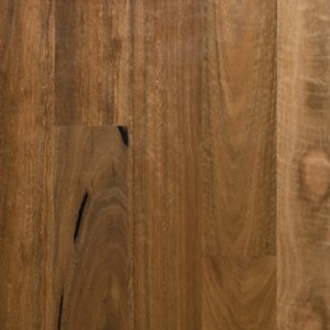 Spotted Gum